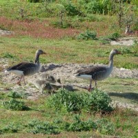 Summery selection: Goose family at Marazion Marsh