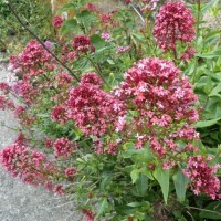 Summery selection: red valerian