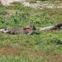 Summery selection: sleepy rabbits at Marazion Marsh