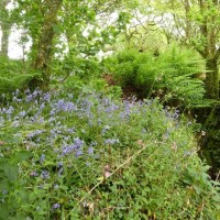 Trevelloe House and Carn - 2nd May, 2011