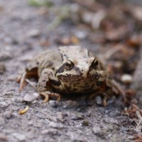 Toad in Heamoor