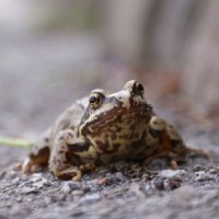 Toad in Heamoor