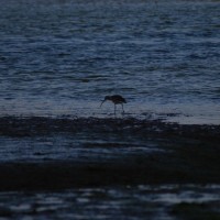 oyster catcher