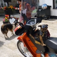 dogs