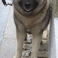 husky