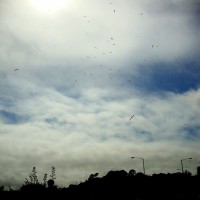 Birds over Penzance