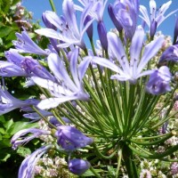 blue flower