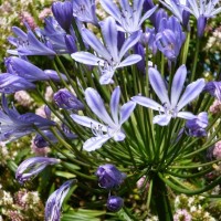 more flowering flowers