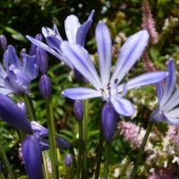 more blue flowers