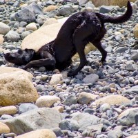 A dogs day