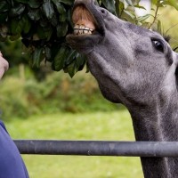 Laughing horse