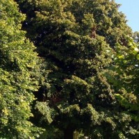 Parklife: Penlee Park