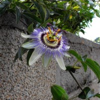 Passion flower