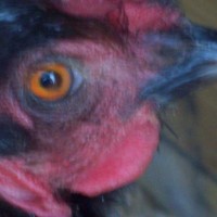 Eye Eye