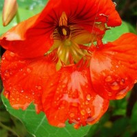 Nasturtium