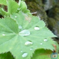 water on a leaf