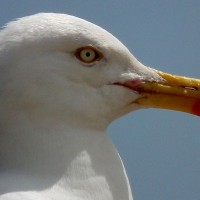 Herring Gull