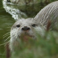 Otter