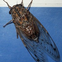 Cicada