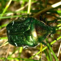 Rose chafer - Kynance Cove
