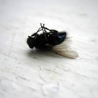 Momento Mori - Musca Domestica