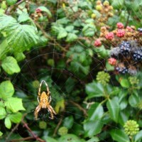 Autumn Spider