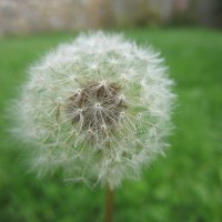 nature's candyfloss
