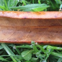 curled leaf