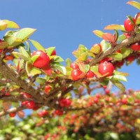 very berry day