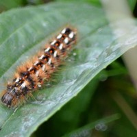 caterpillar