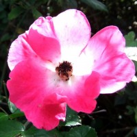 In the pink