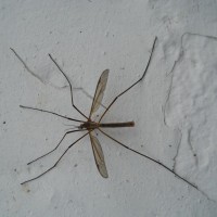 crane fly