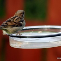 bird bath