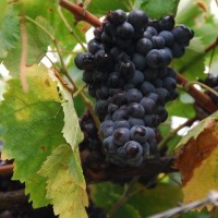 Port wine 'on the hoof'!