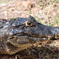 Smile!  Caiman in the Pantanel, Brazil