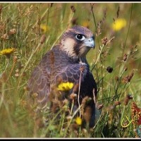 Young Peregrine Falcon