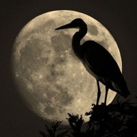 Heron in silhouette