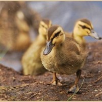 Huey, Louie and Dewey!