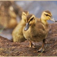 Huey, Louie and Dewey!