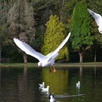 do not feed the seaguls !!