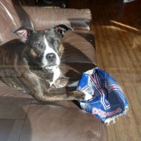 Dog and punctured football!