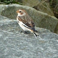 Sighting of a snow bunting at Long Rock