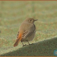 Black Redstart (female)