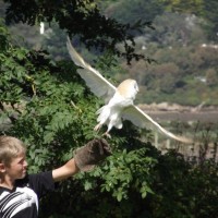 Owl taking flight