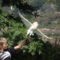 Owl taking flight