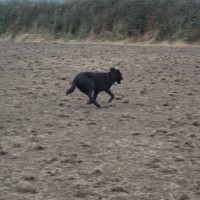 Running dog