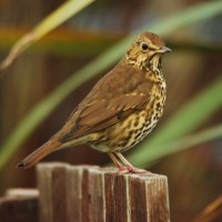 Song Thrush