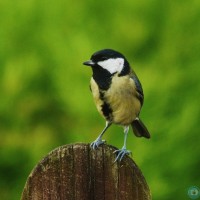 Great Tit