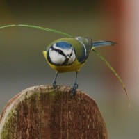 Blue Tit