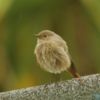 Black Redstart